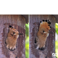 گونه هدهد Eurasian Hoopoe